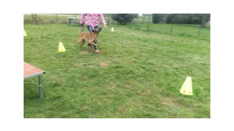 Séance d'éducation marche en laisse